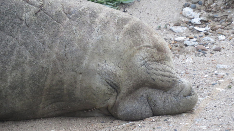 argentina peninsula valdes elephant seals vacations