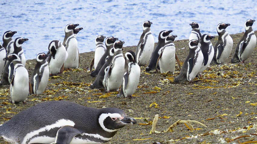 Penguin Tours