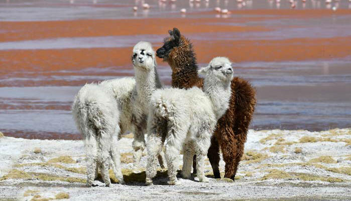 Lake titicaca tours and vacation packages