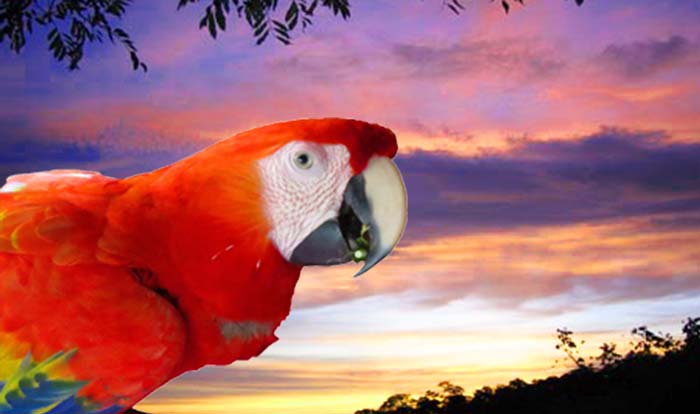 Costa Rica Corcovado Vacation Packages